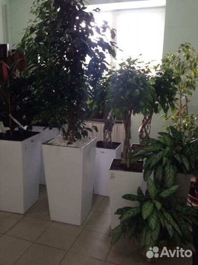 Растения для офиса