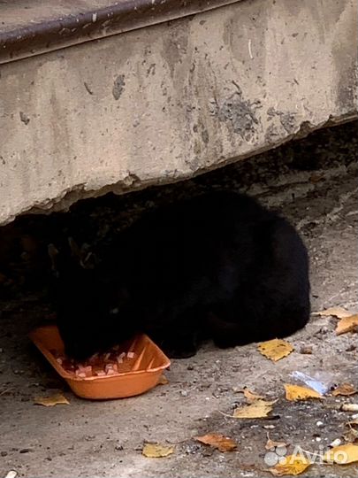 Молодой котик до года