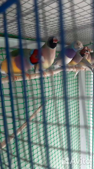 Амадины Гульда