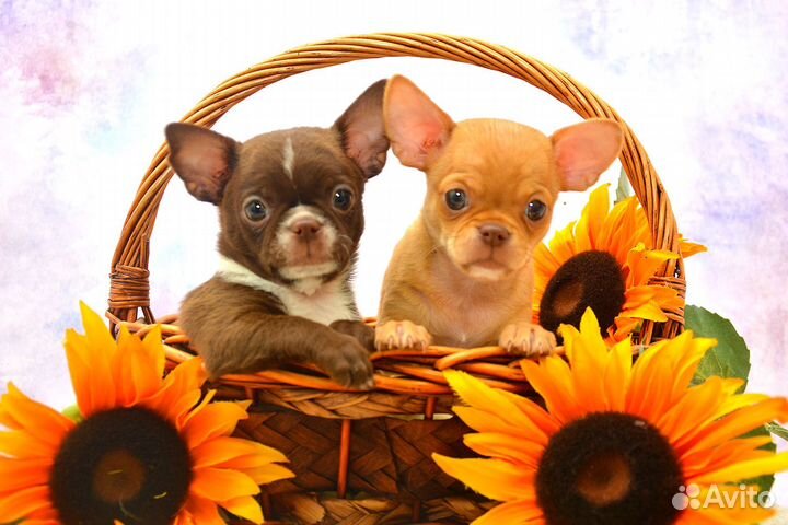 Чихуахуа, мальчики