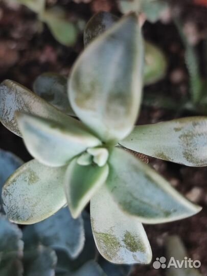 Суккуленты эхеверия