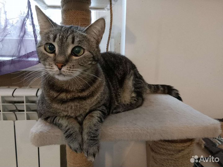 Озорная Бетти ищет дом