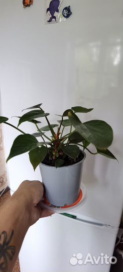 Продается Антуриум Адиос Спринг (adios spring)