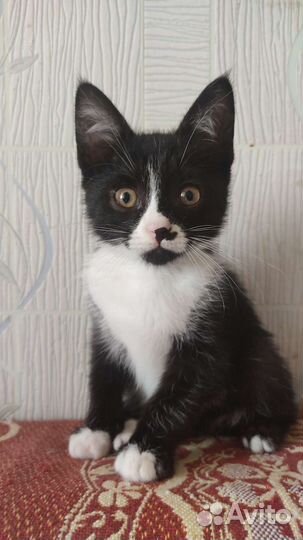 Маркиз в добрые руки