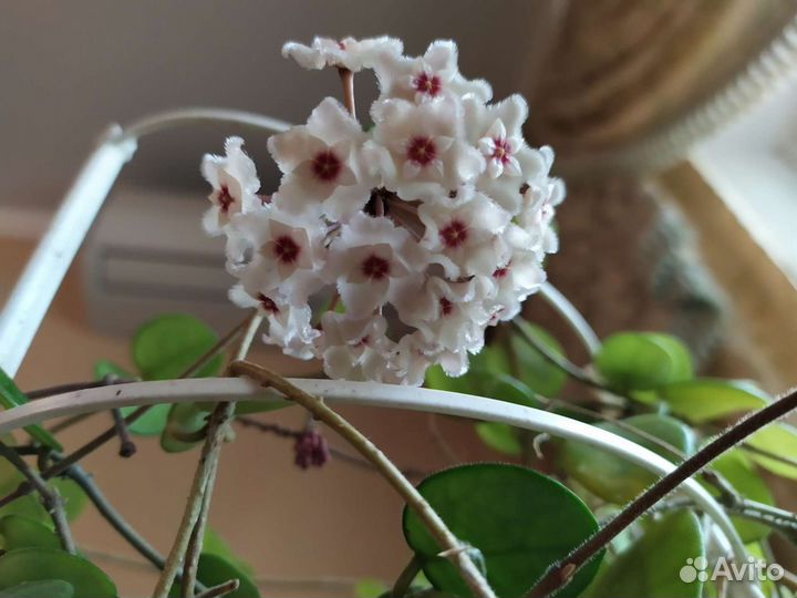 Хойя Матильда