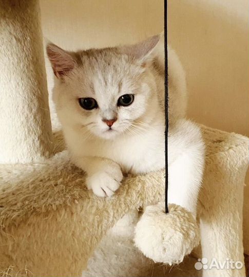 Британская серебристая шиншилла