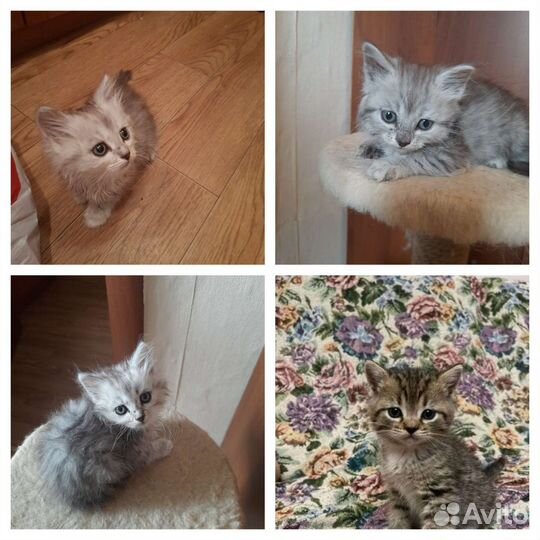 Кошки в добрые руки бесплатно