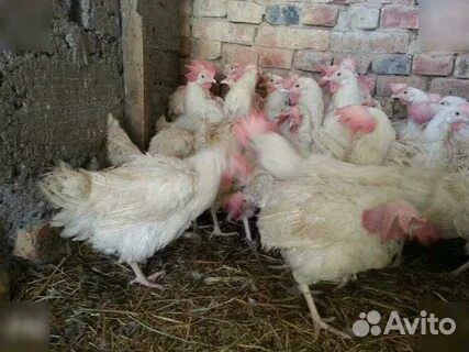 Куры несушки Хайсэкс Уайт (Белые ) Доставка