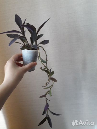 Комнатные цветы