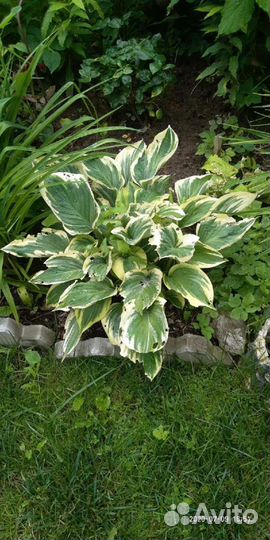 Хосты разные