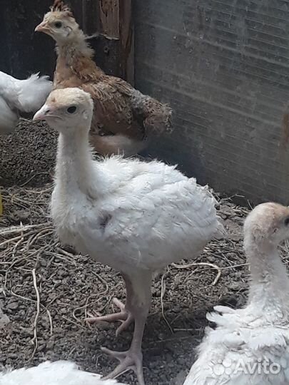 Индюшата Биг 6 и Хайбрид белая широкогрудая 15 мая