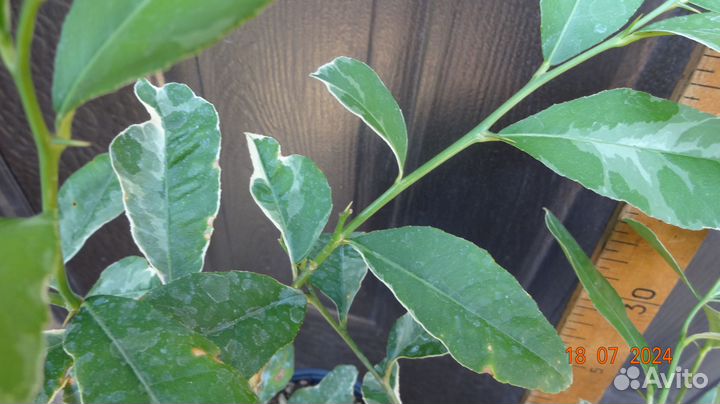 Редкий Сорт Лимона Эврика Вариегатный - 2летка