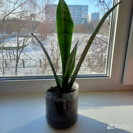 Сансевиерия