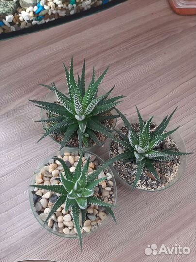 Хавортия полосатая суккулент