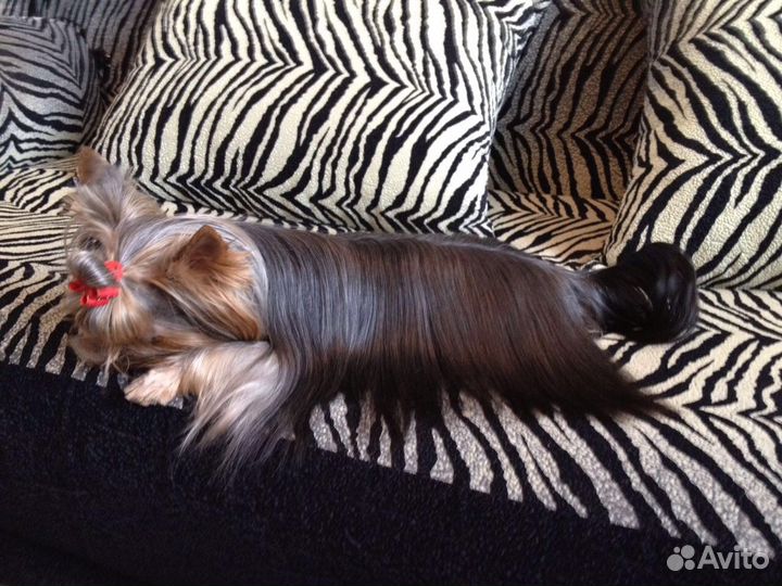 Щенки. Жених мини йорк на вязку