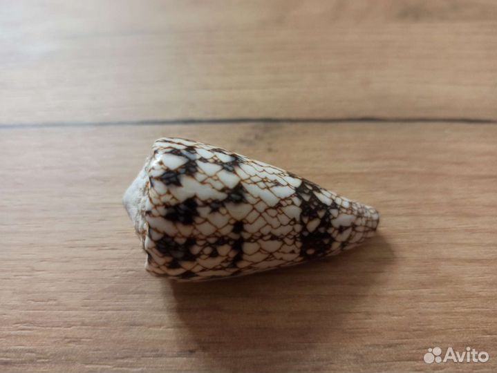 Морская раковина