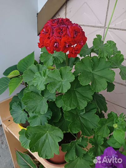 Пеларгония Рetrei Marco