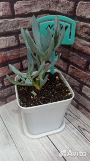 Суккуленты