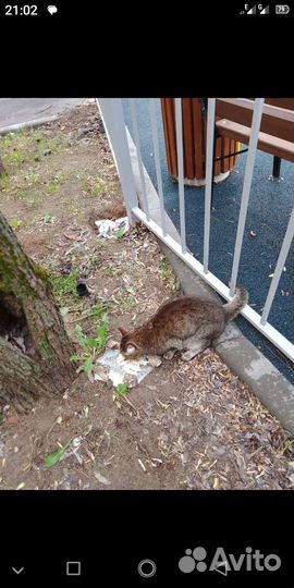 Отдам кота в добрые руки