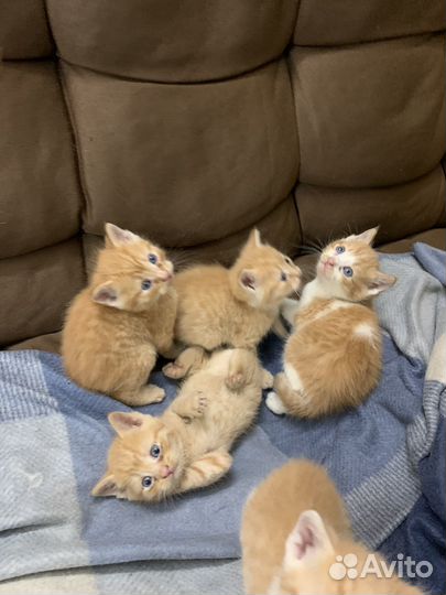 Отдам котят в добрые руки