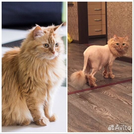 Стрижка Кошек. С уколом и без укола. У вас на Дому