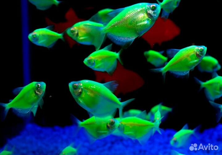 Тернеция GloFish Зеленая «Electric Green»
