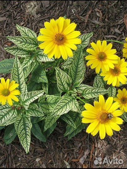 Гелиопсис и др. многолетники для сада N3