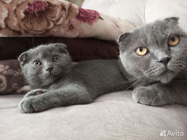 Шотландская вислоухая