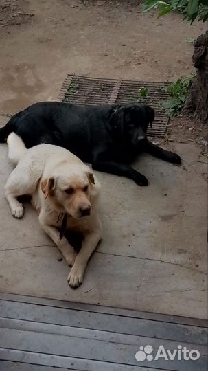 Щенки лабрадора