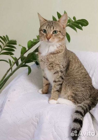 Ласкуша котик
