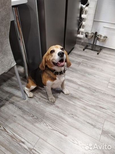 Бигль в добрые руки