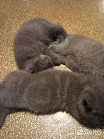 Британская