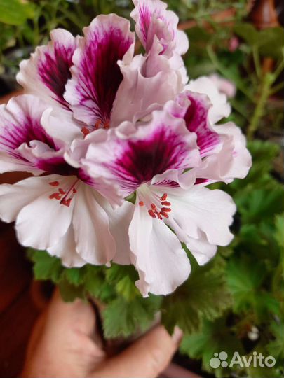 Пеларгония герань цветущие, на подарок