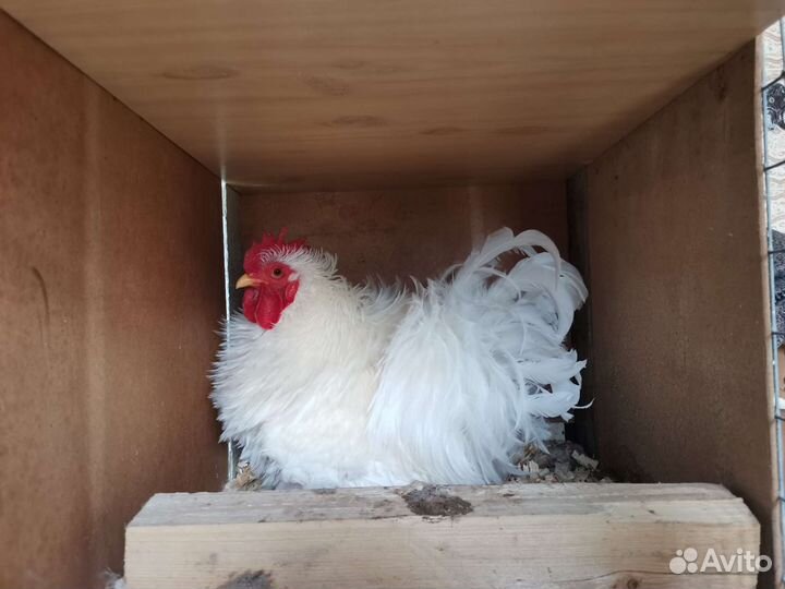 Карликовые Кохинхины