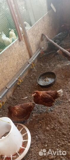 Куры молодки Петухи