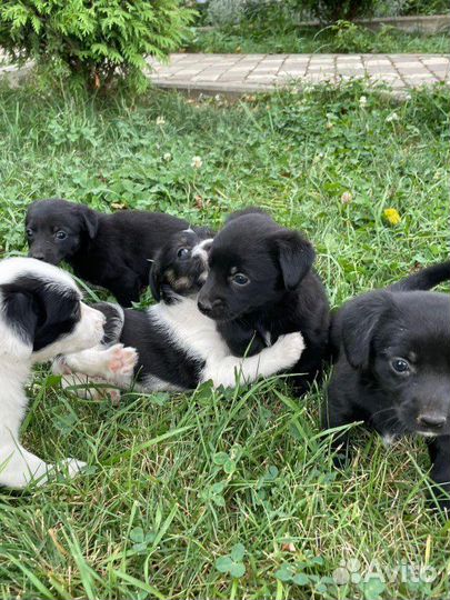 Щенки в добрые руки даром