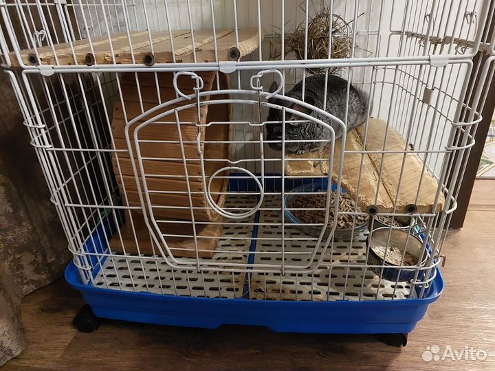 Шиншилла с клеткой