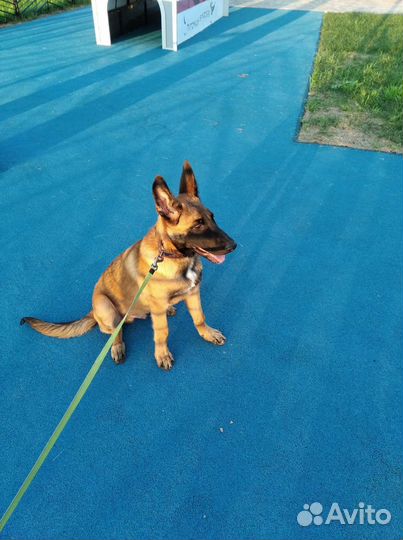 Малинуа щенок кобель