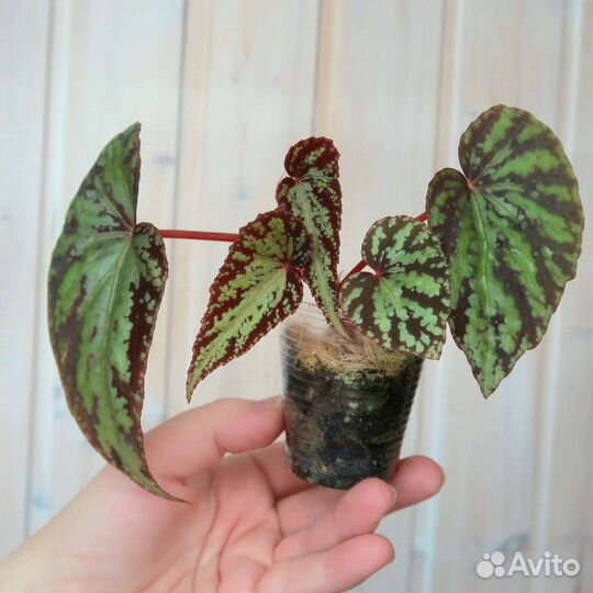 Бегония Variabilis patch