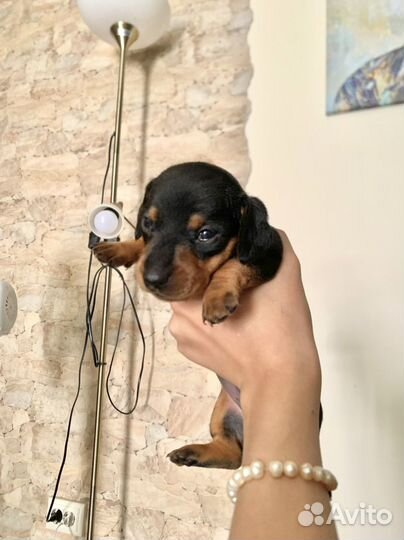 Щенки карликовой таксы