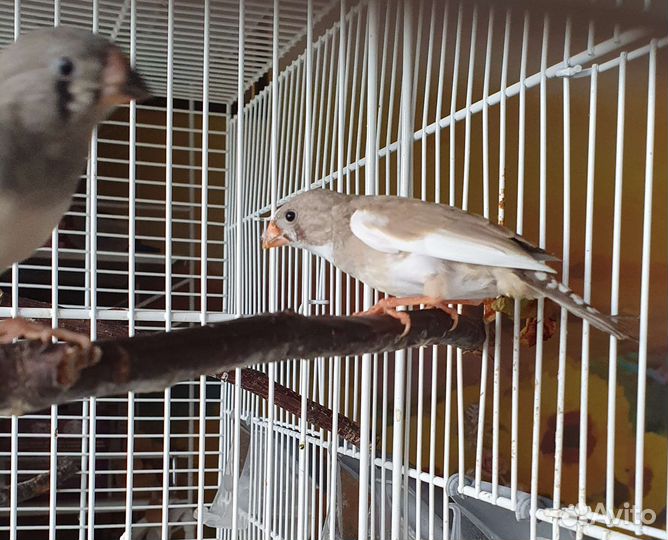 Зебровые амадины