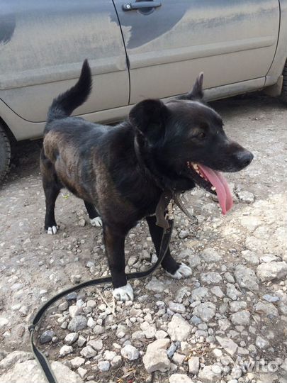 Собака в добрые руки