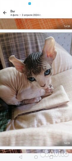 Кот вязка