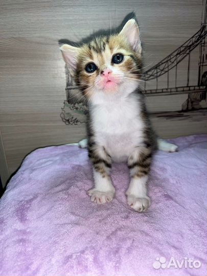 Котята в добрые руки бесплатно)