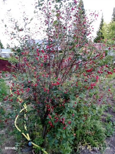 Участок 9 сот. (СНТ, ДНП)