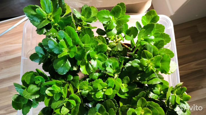 Каланхоэ жёлтый