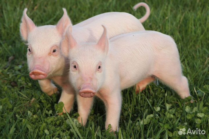 Продаю поросят