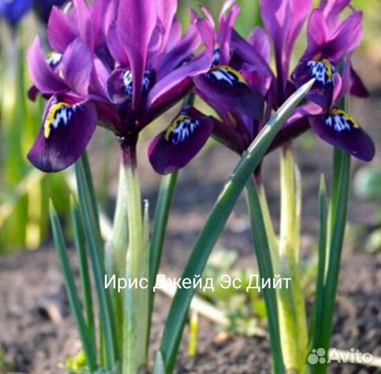 Рябчики Мелиагрес Миксед, Персия, аллиумы, ирисы