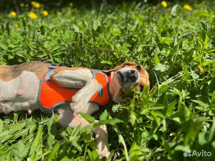 Собака эстонская гончая девочка