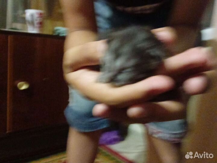 Домашние животные котята